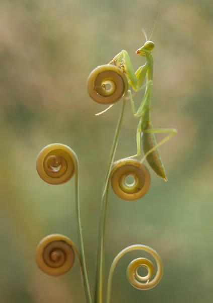 Mantish Ett Ganska Fogligt Djur Som Vanligtvis Finns Blommande Växter — Stockfoto