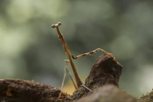 Mantish Animal Bastante Dócil Que Encuentra Generalmente Las Plantas Con — Foto de Stock