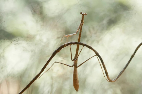 Mantish Animal Bastante Dócil Que Encuentra Generalmente Las Plantas Con — Foto de Stock