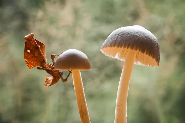 Mantish Animal Bastante Dócil Que Encuentra Generalmente Las Plantas Con —  Fotos de Stock