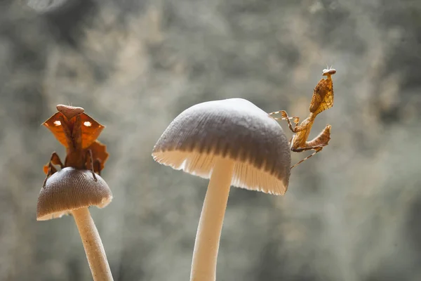 Mantiş genellikle çiçek açan bitkilerde bulunan uysal bir hayvandır. Çünkü bu peygamber devesi, böcekler ya da diğer küçük hayvanlar çiçeğe yaklaştıklarında çiçeklerin arasındaki yeşil yaprakların arkasına gizlenebilir..