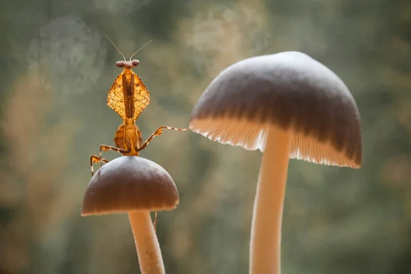 昆虫や他の小さな動物が花に近づくときに花の間の緑の葉の後ろに変装することができますので マンシュは 開花植物に見られるかなりドクシー動物です — ストック写真