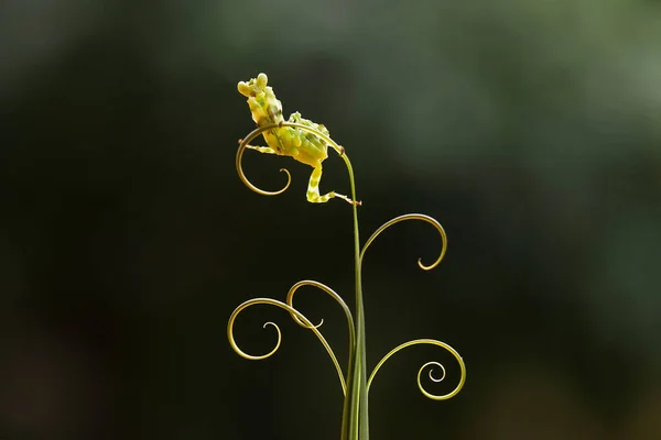 Sáska Elég Engedelmes Állat Általában Virágzó Növényekben Található Mert Sáska — Stock Fotó