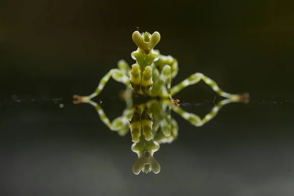 Mantish Animal Bastante Dócil Que Encuentra Generalmente Las Plantas Con —  Fotos de Stock