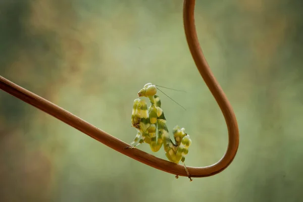 Mantish Animal Bastante Dócil Que Encuentra Generalmente Las Plantas Con —  Fotos de Stock