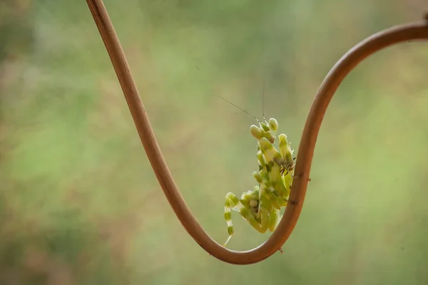 昆虫や他の小さな動物が花に近づくときに花の間の緑の葉の後ろに変装することができますので マンシュは 開花植物に見られるかなりドクシー動物です — ストック写真