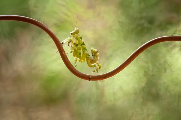 Mantish Animal Bastante Dócil Geralmente Encontrado Plantas Com Flores Porque — Fotografia de Stock