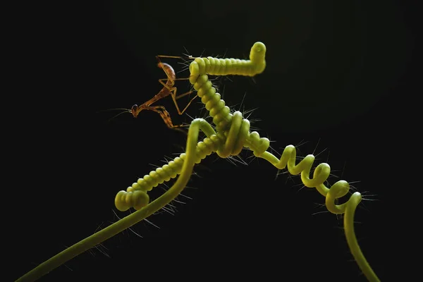 Mantish Animal Bastante Dócil Que Encuentra Generalmente Las Plantas Con — Foto de Stock