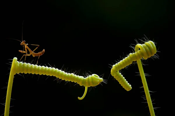 Mantish Animal Bastante Dócil Geralmente Encontrado Plantas Com Flores Porque — Fotografia de Stock