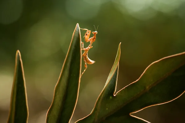 Mantish Ett Ganska Fogligt Djur Som Vanligtvis Finns Blommande Växter — Stockfoto