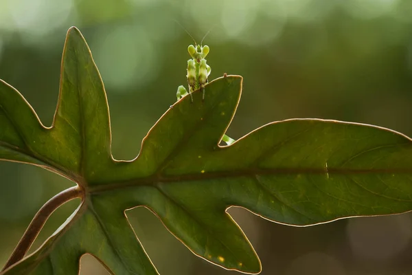 Mantish Animal Bastante Dócil Geralmente Encontrado Plantas Com Flores Porque — Fotografia de Stock