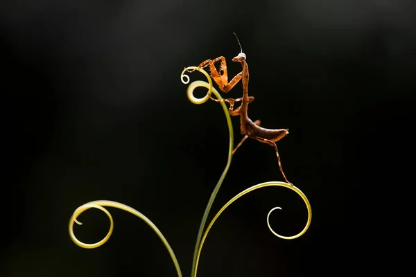 Mantish Animal Bastante Dócil Geralmente Encontrado Plantas Com Flores Porque — Fotografia de Stock