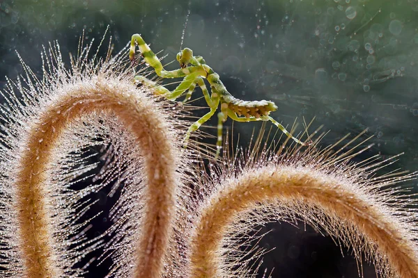 Mantish Animal Bastante Dócil Geralmente Encontrado Plantas Com Flores Porque — Fotografia de Stock