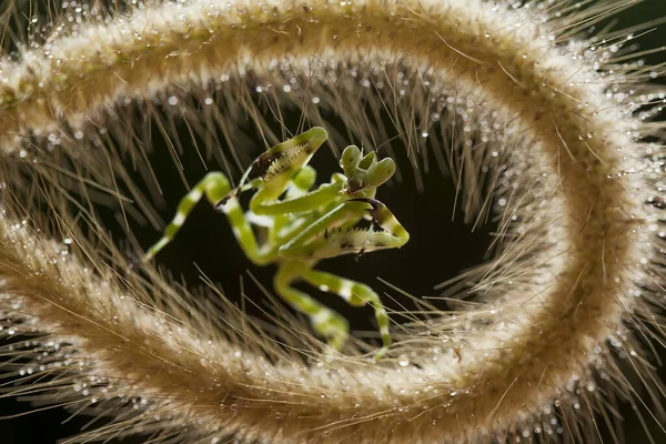 昆虫や他の小さな動物が花に近づくときに花の間の緑の葉の後ろに変装することができますので マンシュは 開花植物に見られるかなりドクシー動物です — ストック写真
