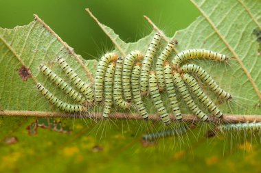 Doğada çeşitli tırtıllar vardır, şekilleri ve renkleri güzeldir, bazıları ürkütücüdür, bunlar güzel kelebeklere dönüşecek kozalardır.