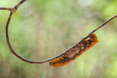 Doğada çeşitli tırtıllar vardır, şekilleri ve renkleri güzeldir, bazıları ürkütücüdür, bunlar güzel kelebeklere dönüşecek kozalardır.