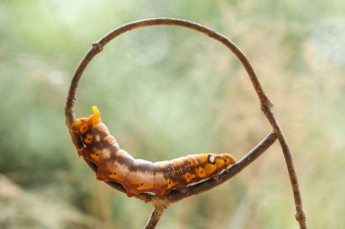 Doğada çeşitli tırtıllar vardır, şekilleri ve renkleri güzeldir, bazıları ürkütücüdür, bunlar güzel kelebeklere dönüşecek kozalardır.