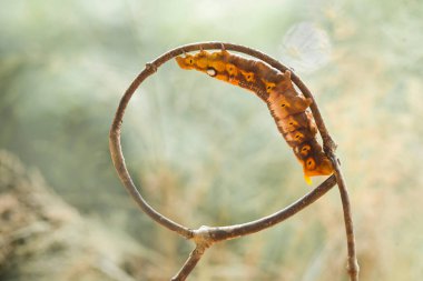 Doğada çeşitli tırtıllar vardır, şekilleri ve renkleri güzeldir, bazıları ürkütücüdür, bunlar güzel kelebeklere dönüşecek kozalardır.