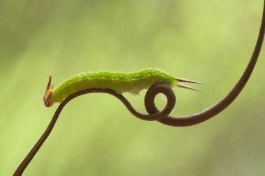 Doğada çeşitli tırtıllar vardır, şekilleri ve renkleri güzeldir, bazıları ürkütücüdür, bunlar güzel kelebeklere dönüşecek kozalardır.