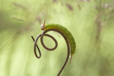 Doğada çeşitli tırtıllar vardır, şekilleri ve renkleri güzeldir, bazıları ürkütücüdür, bunlar güzel kelebeklere dönüşecek kozalardır.