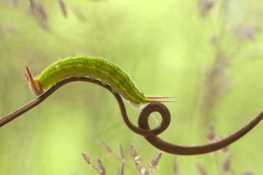 Doğada çeşitli tırtıllar vardır, şekilleri ve renkleri güzeldir, bazıları ürkütücüdür, bunlar güzel kelebeklere dönüşecek kozalardır.