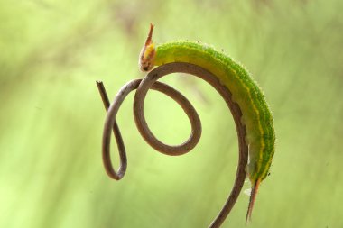 Doğada çeşitli tırtıllar vardır, şekilleri ve renkleri güzeldir, bazıları ürkütücüdür, bunlar güzel kelebeklere dönüşecek kozalardır.