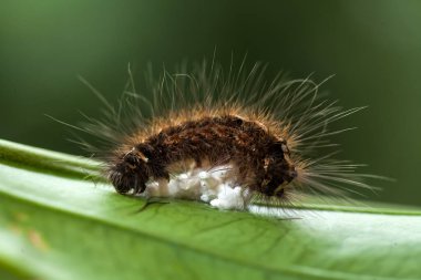Doğada çeşitli tırtıllar vardır, şekilleri ve renkleri güzeldir, bazıları ürkütücüdür, bunlar güzel kelebeklere dönüşecek kozalardır.
