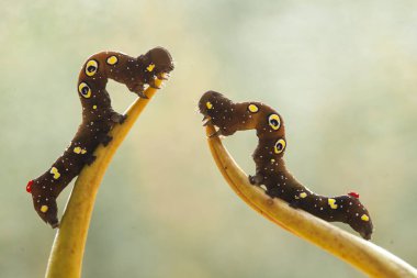 Doğada çeşitli tırtıllar vardır, şekilleri ve renkleri güzeldir, bazıları ürkütücüdür, bunlar güzel kelebeklere dönüşecek kozalardır.