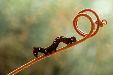 Doğada çeşitli tırtıllar vardır, şekilleri ve renkleri güzeldir, bazıları ürkütücüdür, bunlar güzel kelebeklere dönüşecek kozalardır..