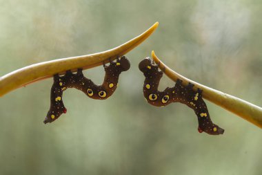 Doğada çeşitli tırtıllar vardır, şekilleri ve renkleri güzeldir, bazıları ürkütücüdür, bunlar güzel kelebeklere dönüşecek kozalardır..