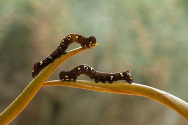 Doğada çeşitli tırtıllar vardır, şekilleri ve renkleri güzeldir, bazıları ürkütücüdür, bunlar güzel kelebeklere dönüşecek kozalardır..