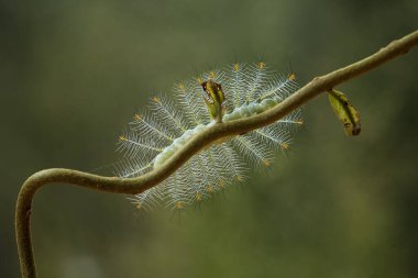Doğada çeşitli tırtıllar vardır, şekilleri ve renkleri güzeldir, bazıları ürkütücüdür, bunlar güzel kelebeklere dönüşecek kozalardır..