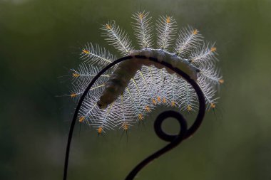 Doğada çeşitli tırtıllar vardır, şekilleri ve renkleri güzeldir, bazıları ürkütücüdür, bunlar güzel kelebeklere dönüşecek kozalardır..