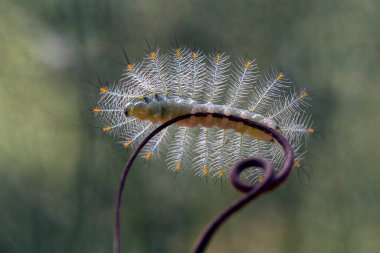 Doğada çeşitli tırtıllar vardır, şekilleri ve renkleri güzeldir, bazıları ürkütücüdür, bunlar güzel kelebeklere dönüşecek kozalardır..