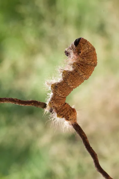 Existe Différents Types Chenilles Dans Nature Leurs Formes Leurs Couleurs — Photo