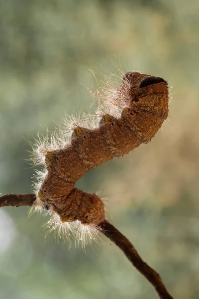 Various Types Caterpillars Nature Shapes Colors Beautiful Some Creepy Cocoons — Stock Photo, Image