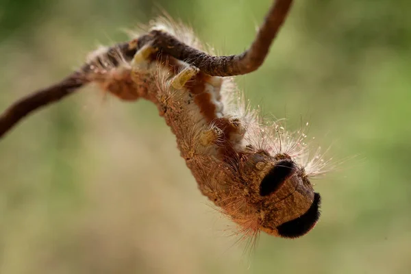 Existe Différents Types Chenilles Dans Nature Leurs Formes Leurs Couleurs — Photo