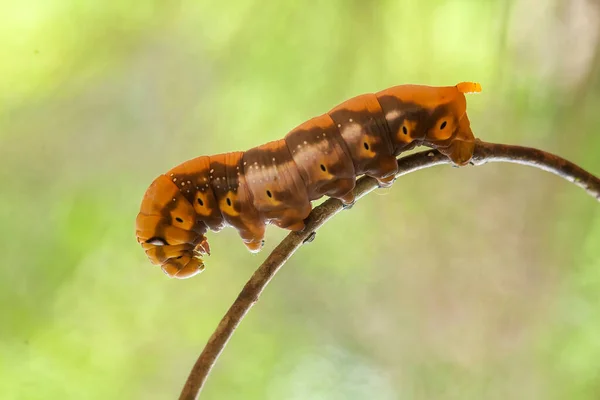 Existe Différents Types Chenilles Dans Nature Leurs Formes Leurs Couleurs — Photo