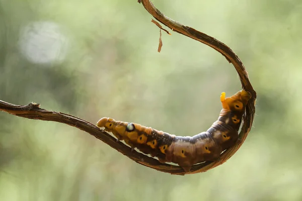 Existe Différents Types Chenilles Dans Nature Leurs Formes Leurs Couleurs — Photo