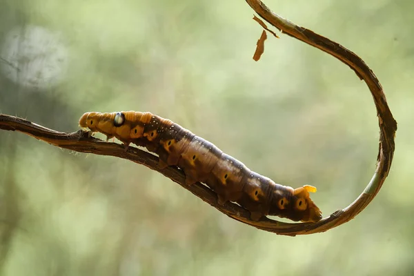 Zijn Verschillende Soorten Rupsen Natuur Hun Vormen Kleuren Zijn Mooi — Stockfoto