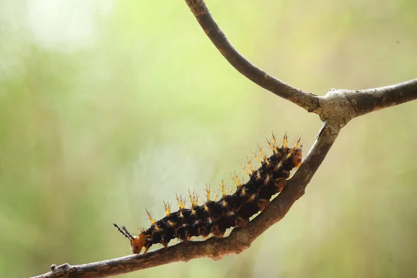 Existe Différents Types Chenilles Dans Nature Leurs Formes Leurs Couleurs — Photo