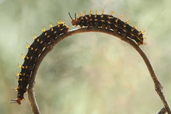 Zijn Verschillende Soorten Rupsen Natuur Hun Vormen Kleuren Zijn Mooi — Stockfoto