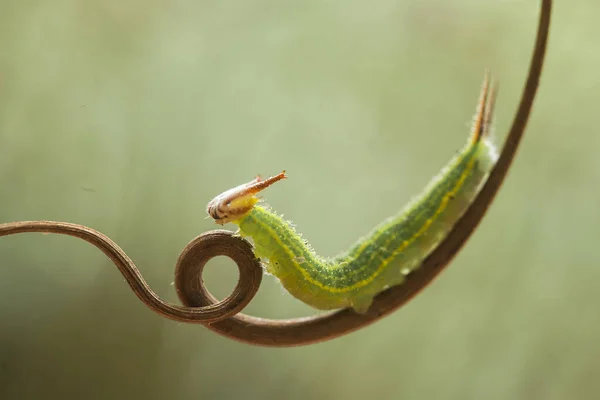 Gibt Verschiedene Arten Von Raupen Der Natur Ihre Formen Und — Stockfoto