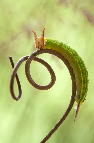 Hay Varios Tipos Orugas Naturaleza Sus Formas Colores Son Hermosos —  Fotos de Stock