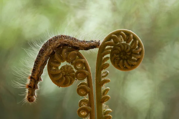 自然の中には様々な種類の毛虫があり その形や色は美しく いくつかは気味が悪いです 彼らは美しい蝶に変わる繭です — ストック写真