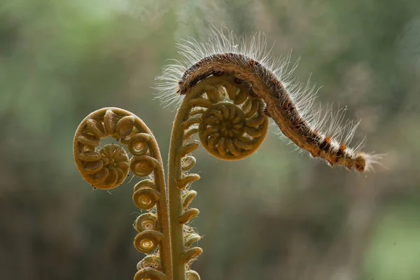 Existem Vários Tipos Lagartas Natureza Suas Formas Cores São Lindas — Fotografia de Stock