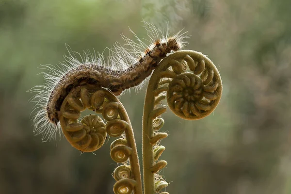 Існують Різні Типи Гусениць Природі Форми Кольори Красиві Деякі Моторошні — стокове фото