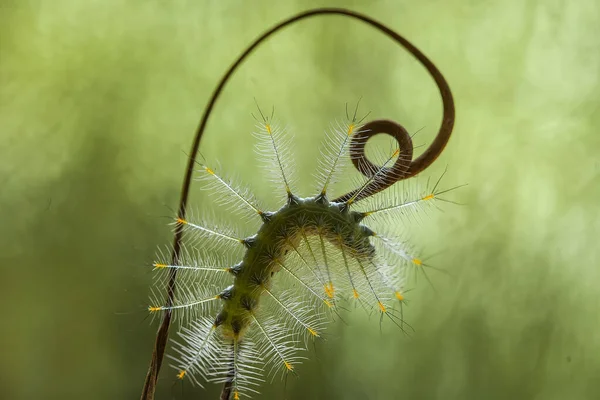 Hay Varios Tipos Orugas Naturaleza Sus Formas Colores Son Hermosos —  Fotos de Stock