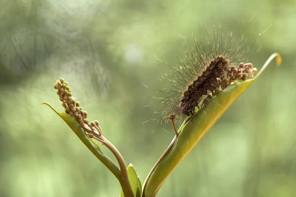 Existem Vários Tipos Lagartas Natureza Suas Formas Cores São Lindas — Fotografia de Stock