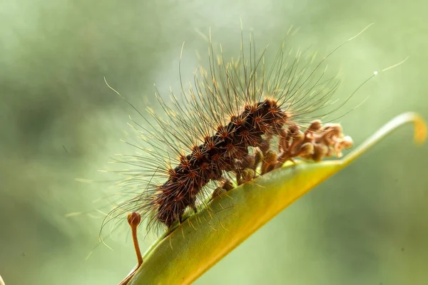 Zijn Verschillende Soorten Rupsen Natuur Hun Vormen Kleuren Zijn Mooi — Stockfoto